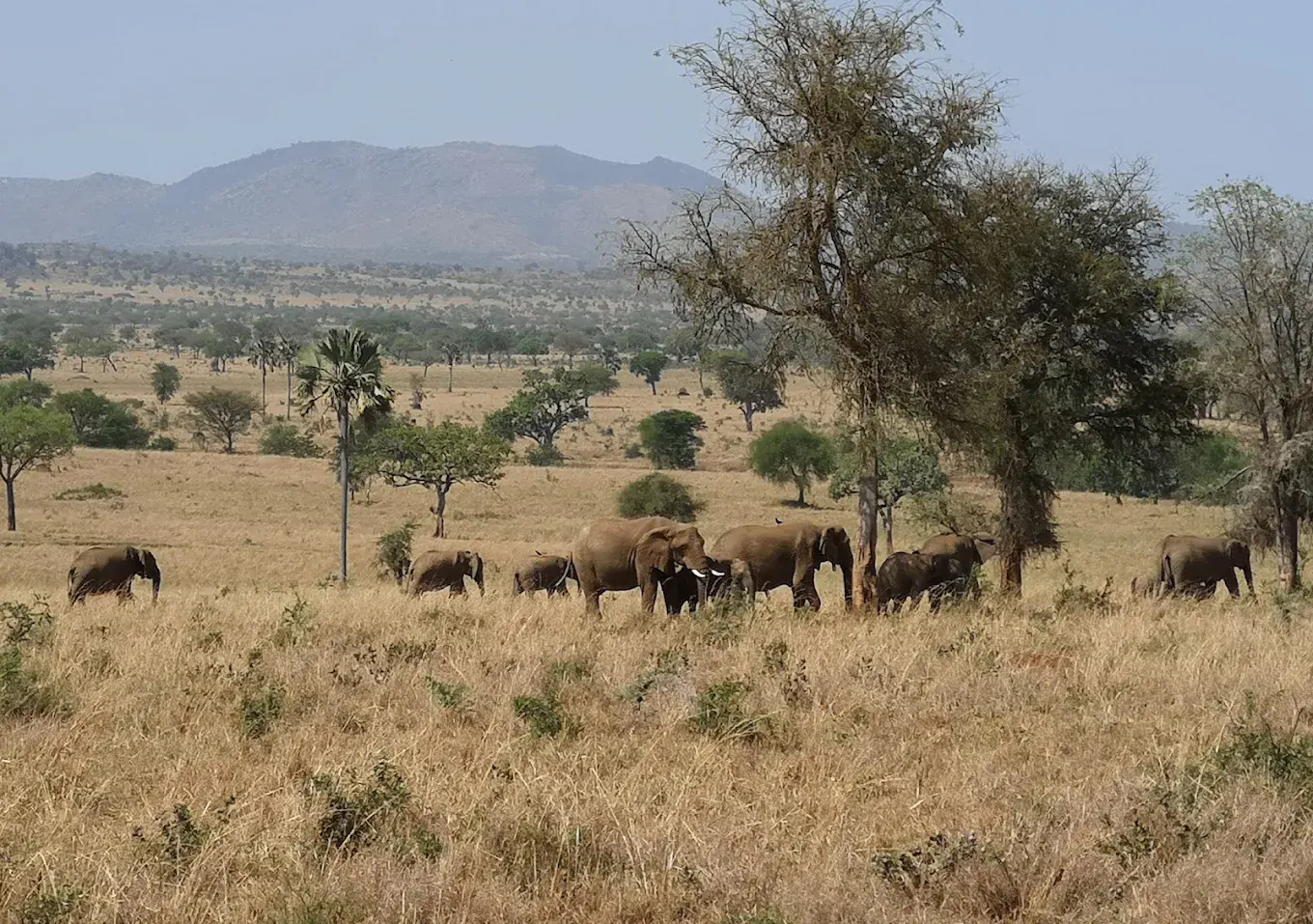 elephants