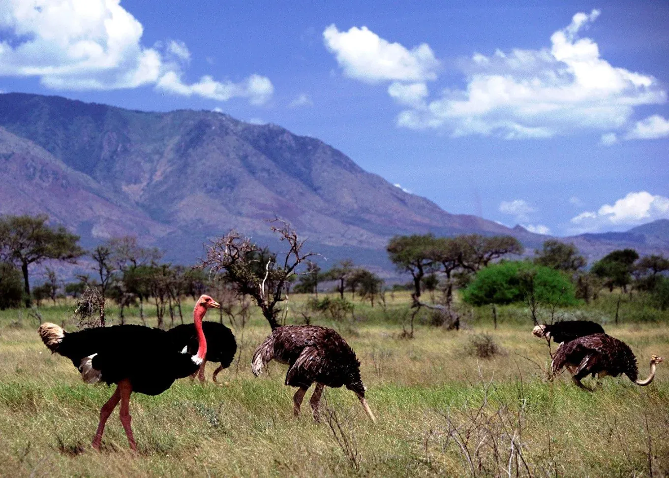 ostrich