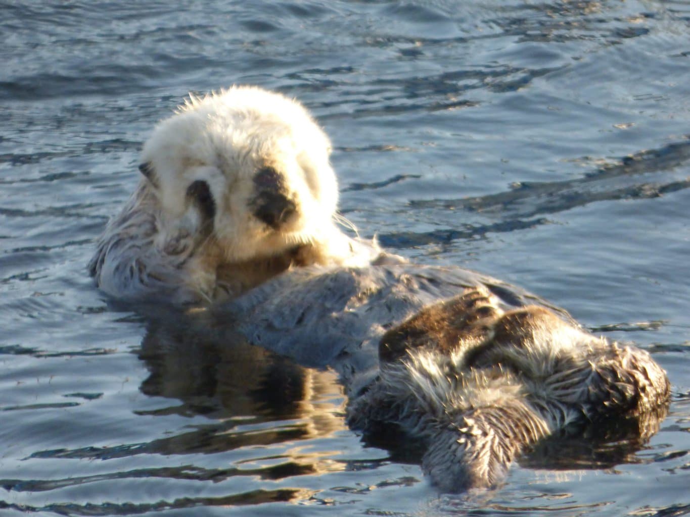 Morro Bay - Loutre