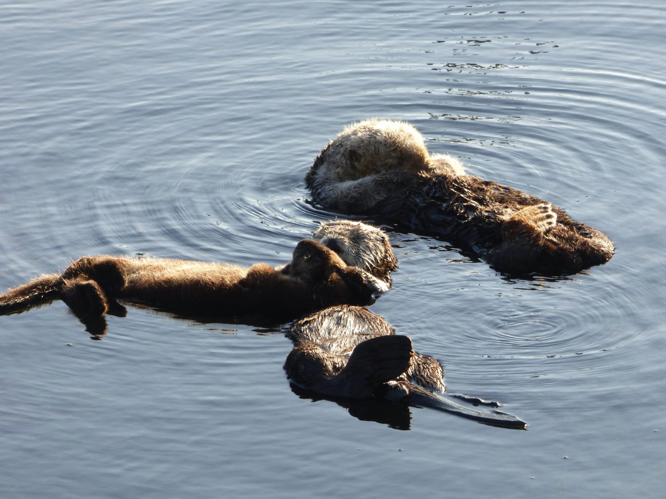 Morro Bay - trois loutres de mer