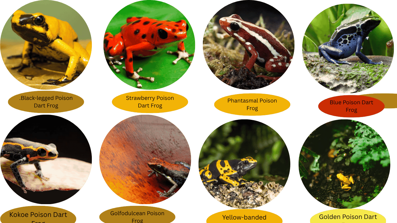 “Top 10 Poisonous Frogs in the World | Toxic & Deadly Frog Species Guide”