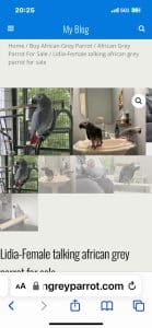 Pictures of Exotic Bird Scams