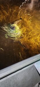 bow fishing in florida