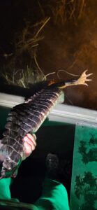 bow fishing in florida