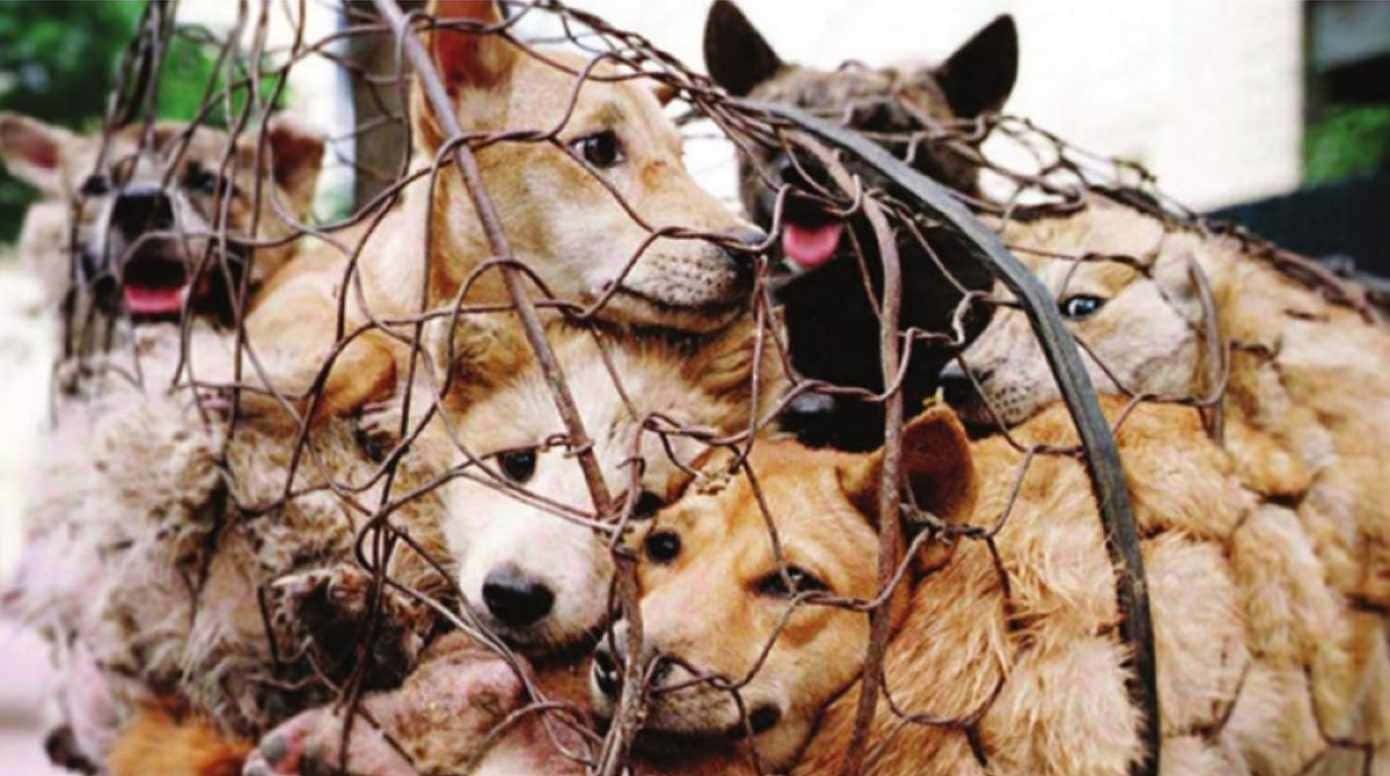 The Story of 'Cruelty to Animals' cases in India - Lack of Data & Minimal  Penalties