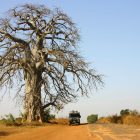 Baobab dans la brousse sahélienne près de Saint-Louis