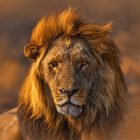 Ranch de Bandia, lion — Sénégal
