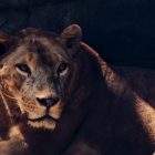 Meet the lions near Bandia