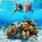 Sortie snorkeling encadrée — Dakar, Sénégal