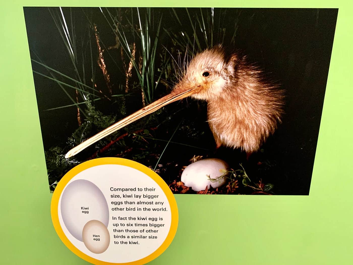 Did Kiwi Fruit Get Named After the Kiwi Bird