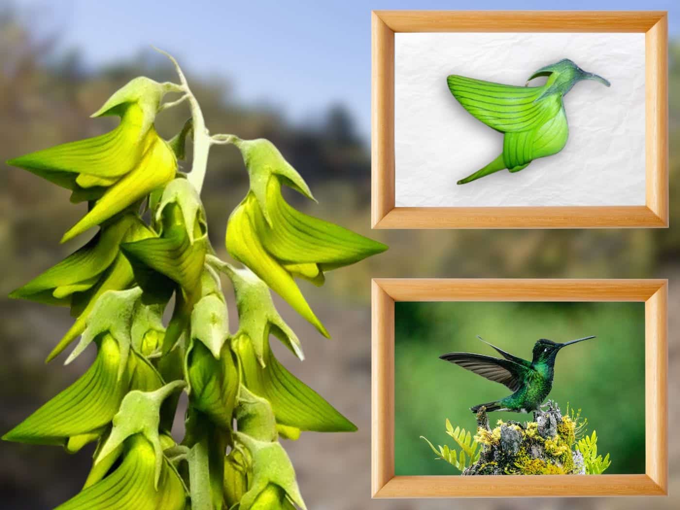 What are the Different Adaptations Shown by Bird Pollinated Flowers
