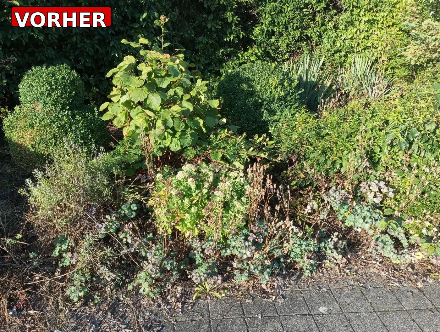 Beet vor der Gartenpflege mit dichtem Bewuchs