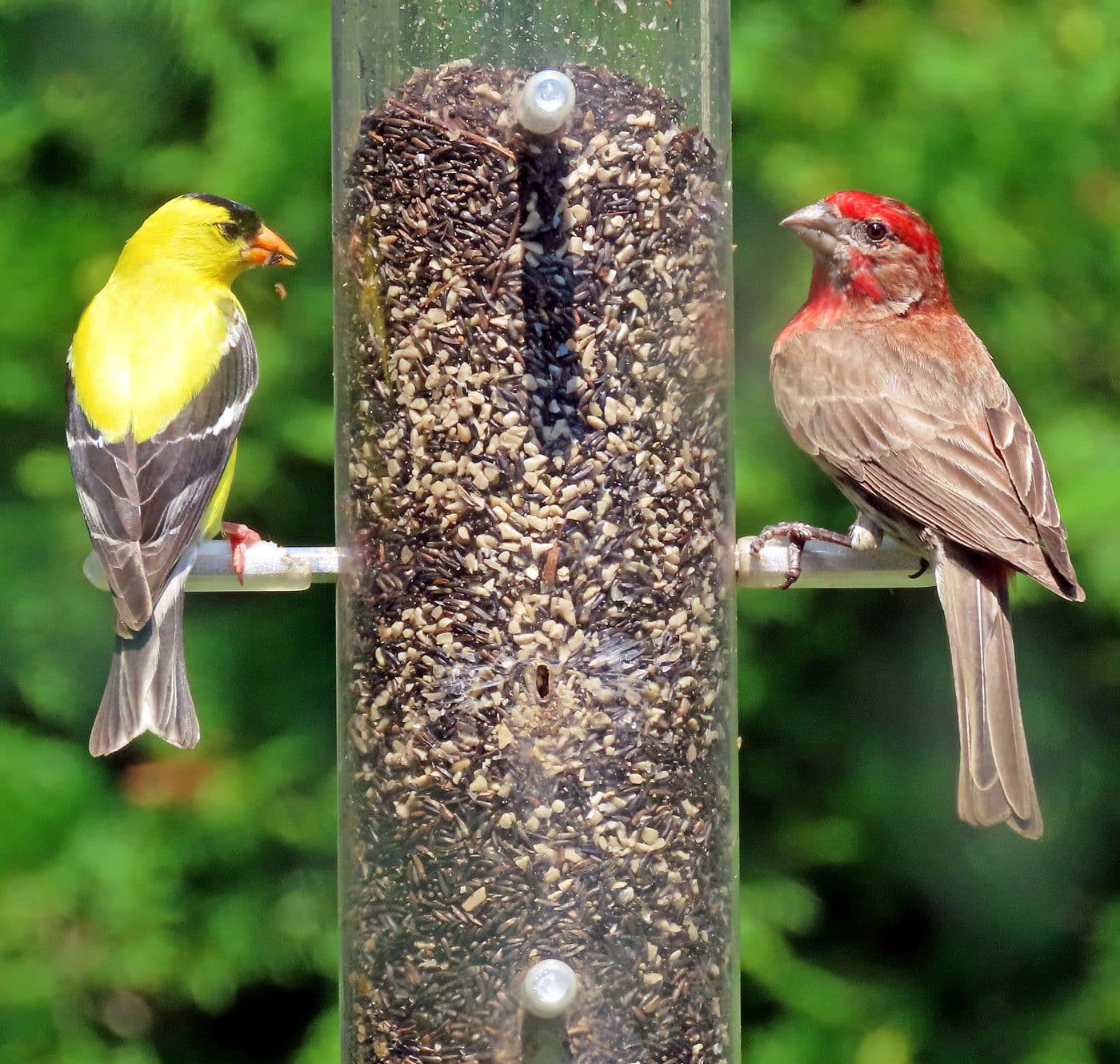 How Often Should You Change Bird Seed