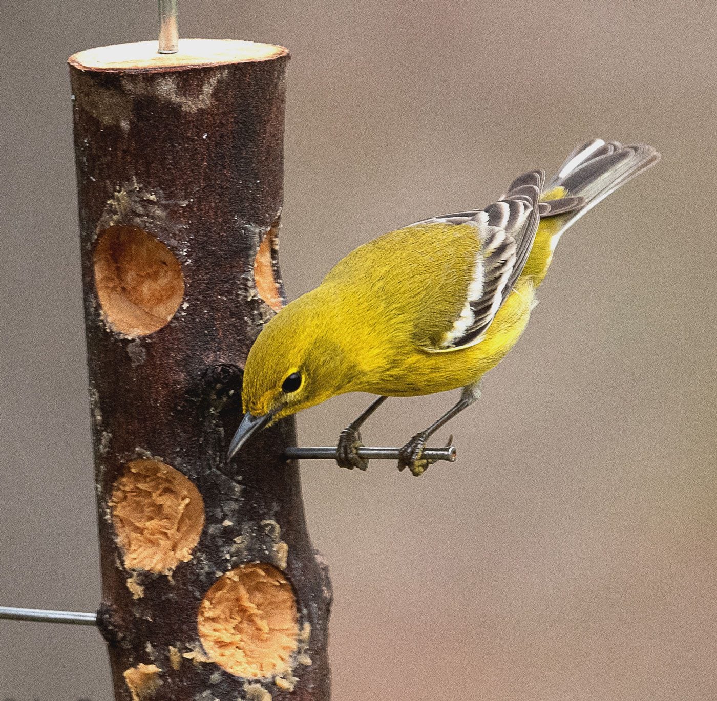 Best Feeder Placement to Attract Birds