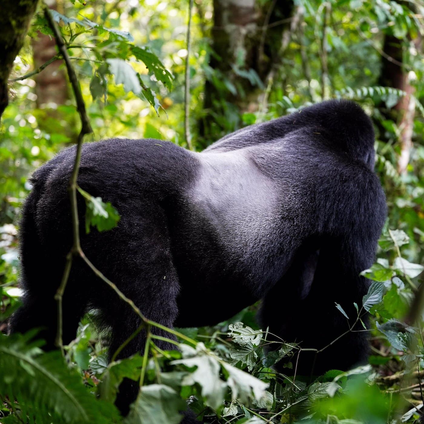 Bwindi impenetrable national parkl 
