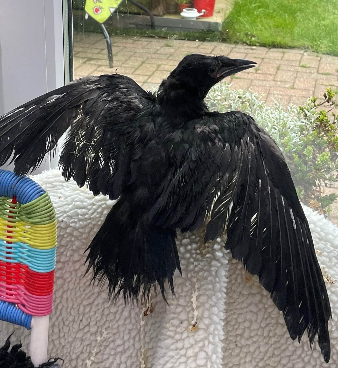 Do Crows Eat Bird Seed