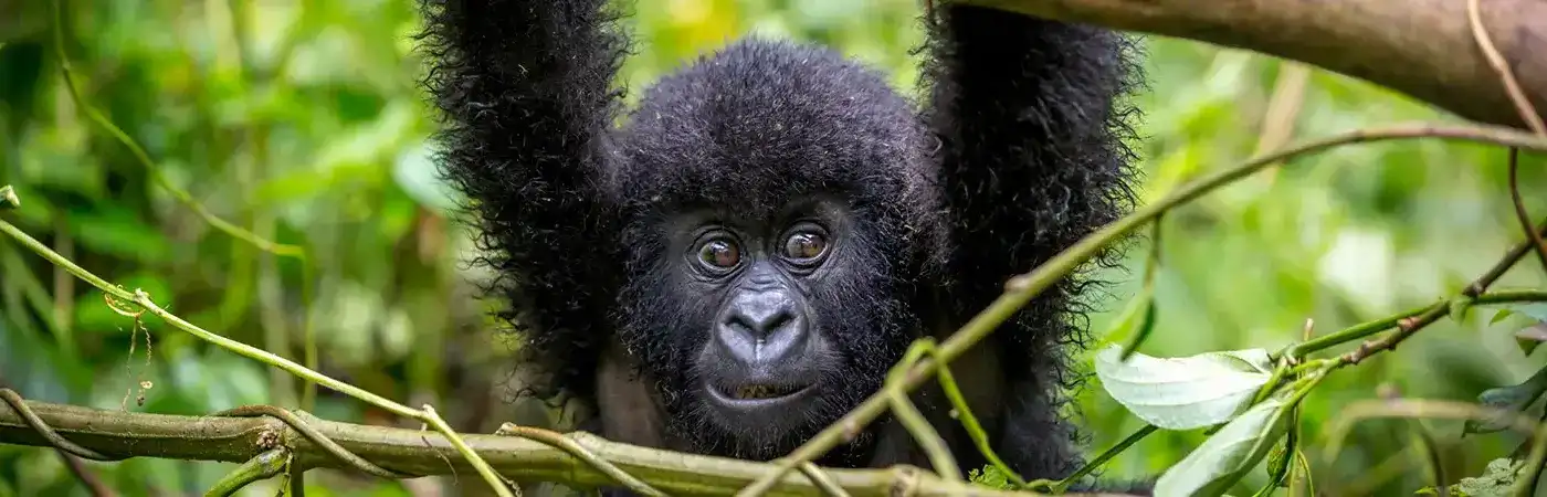 Rwanda Gorilla Safaris