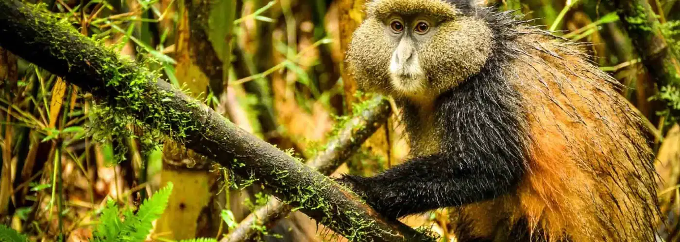Golden Monkey in Volcanoes National Park