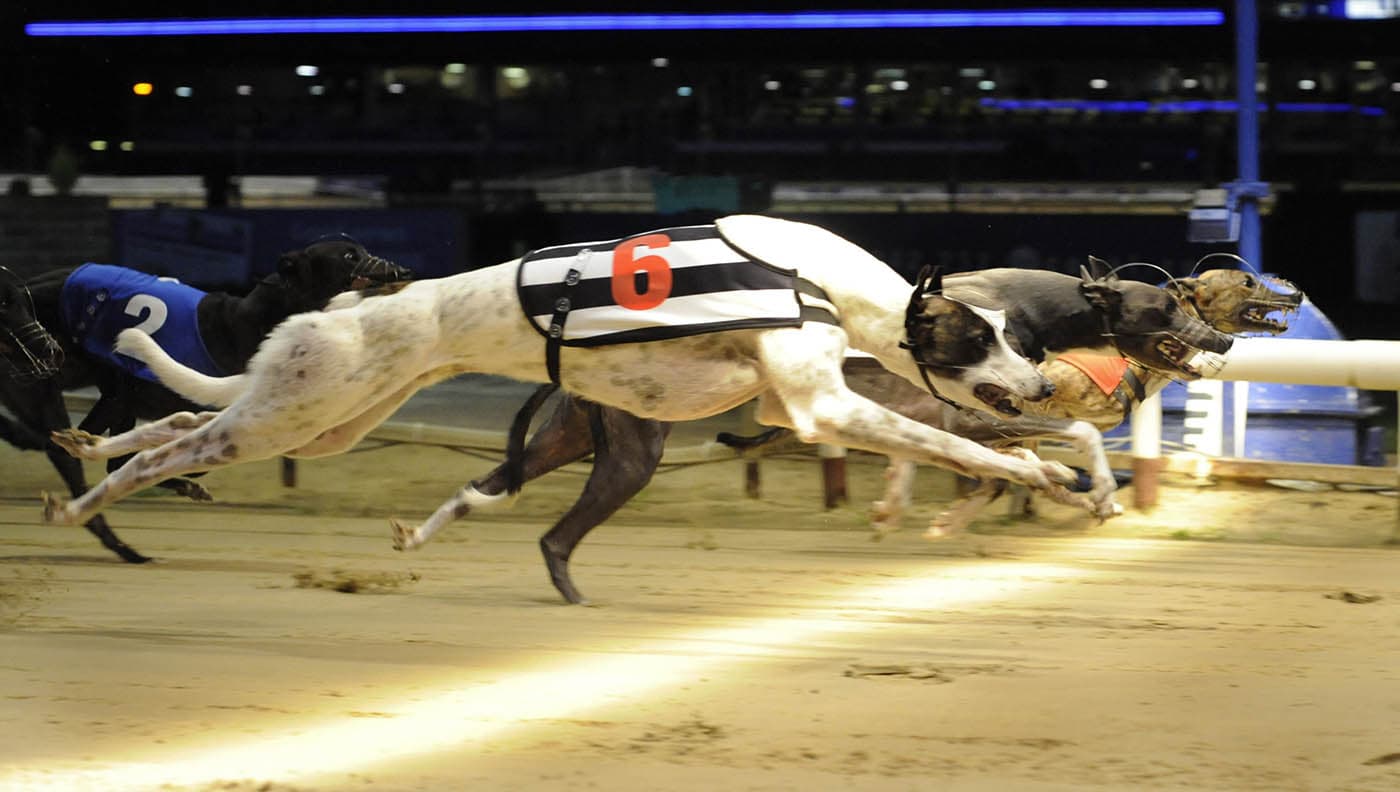 Greyhound Racing Tips