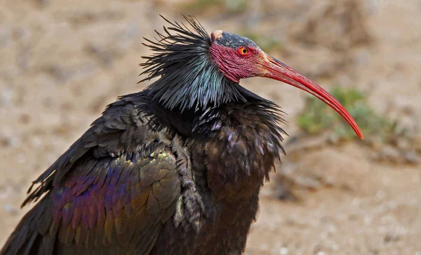 Alla scoperta del Parco Nazionale di Souss-Massa: un tesoro ecologico nel cuore del Marocco Alla scoperta del Parco Nazionale di Souss-Massa: un tesoro ecologico nel cuore del Marocco
