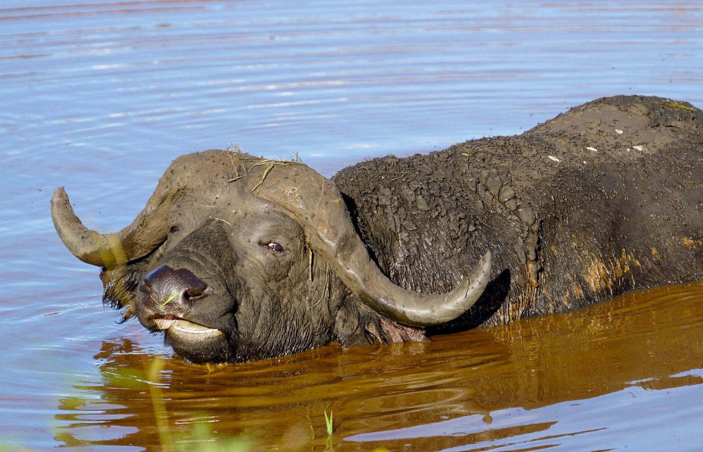 Top Safari Animals to See in East Africa