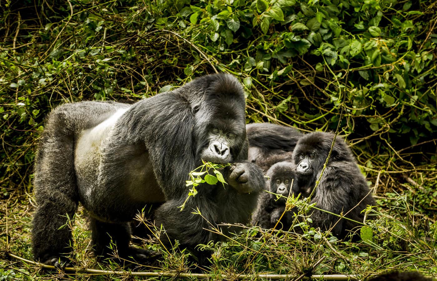 Best Safari Parks in Uganda Ranked