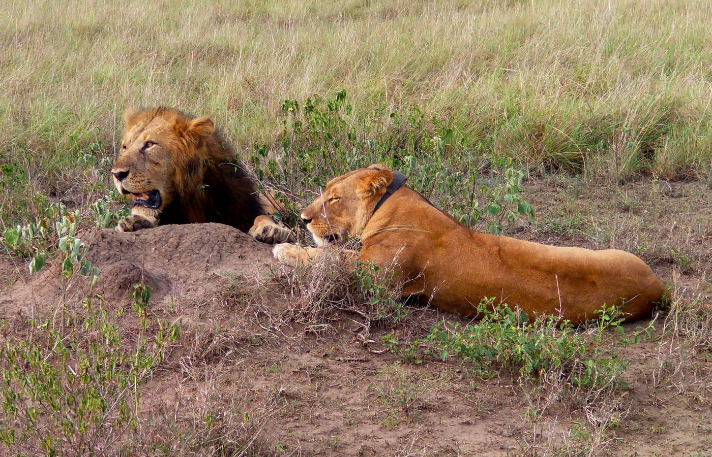 Murchison Falls National Park