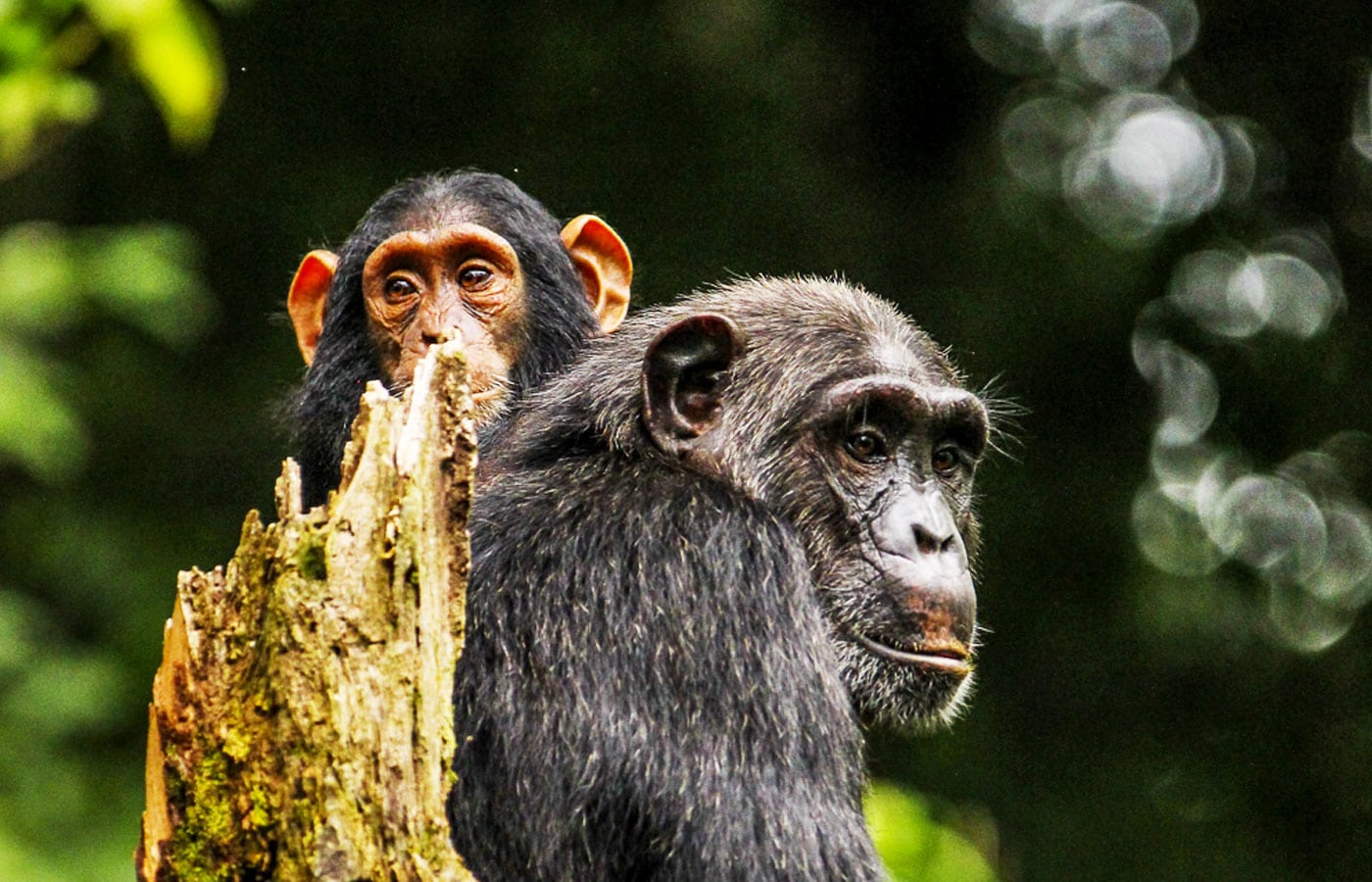 Chimpanzee Trekking in Kibale