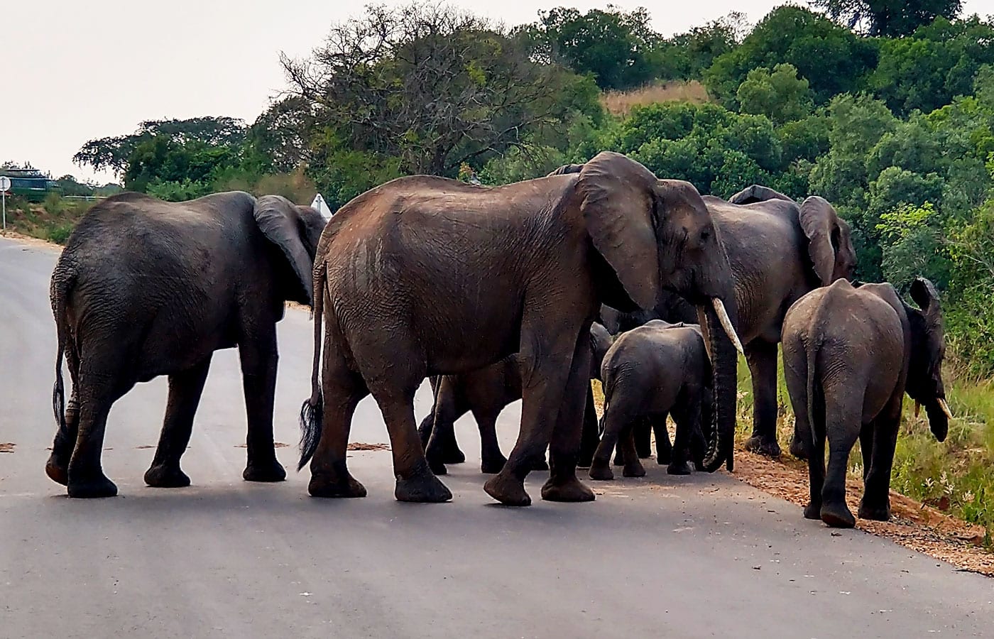 Best Safari Parks in Uganda Ranked