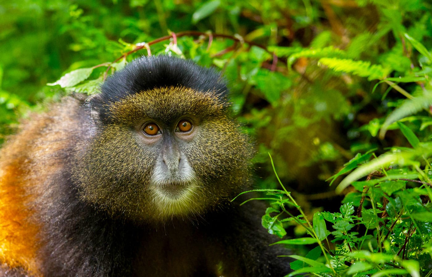 10-days-rwanda-primate-tracking-safari