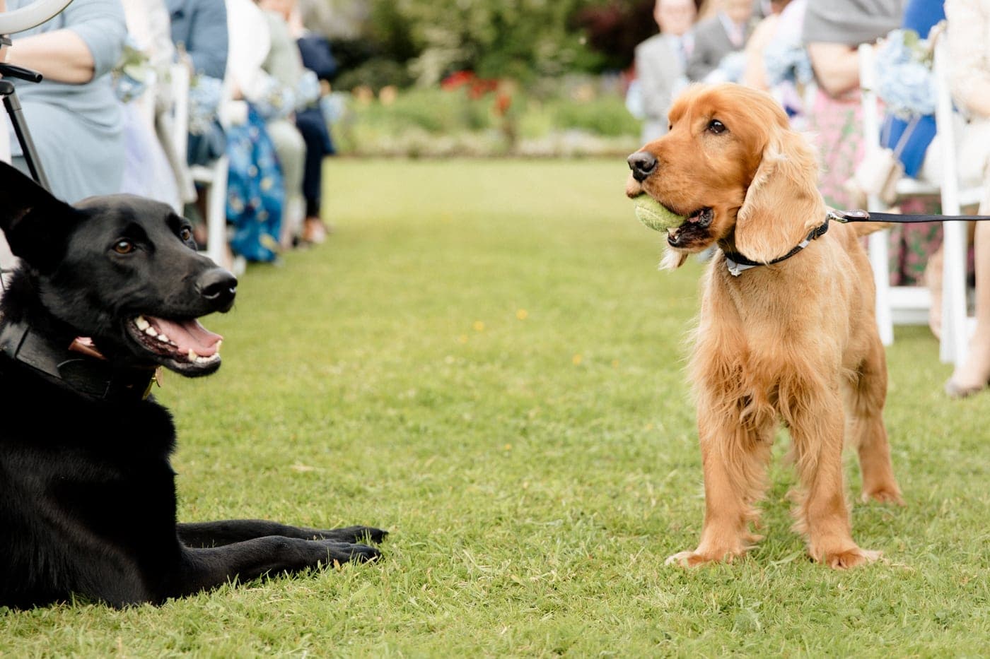 abbeywood estate outdoor wedding ceremony in cheshire