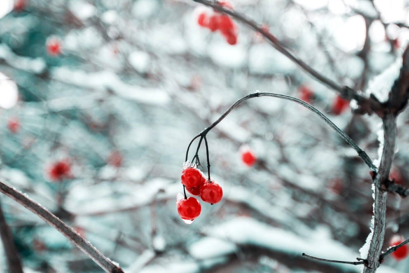 tuin winterklaar