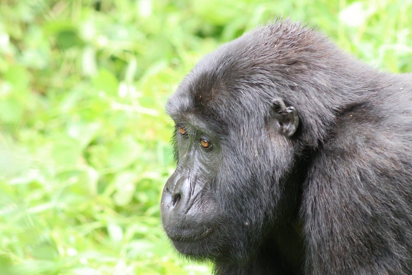 Bwindi impenetrable national parkl 