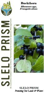 What Bird Species Like Glossy Buckthorn Berries