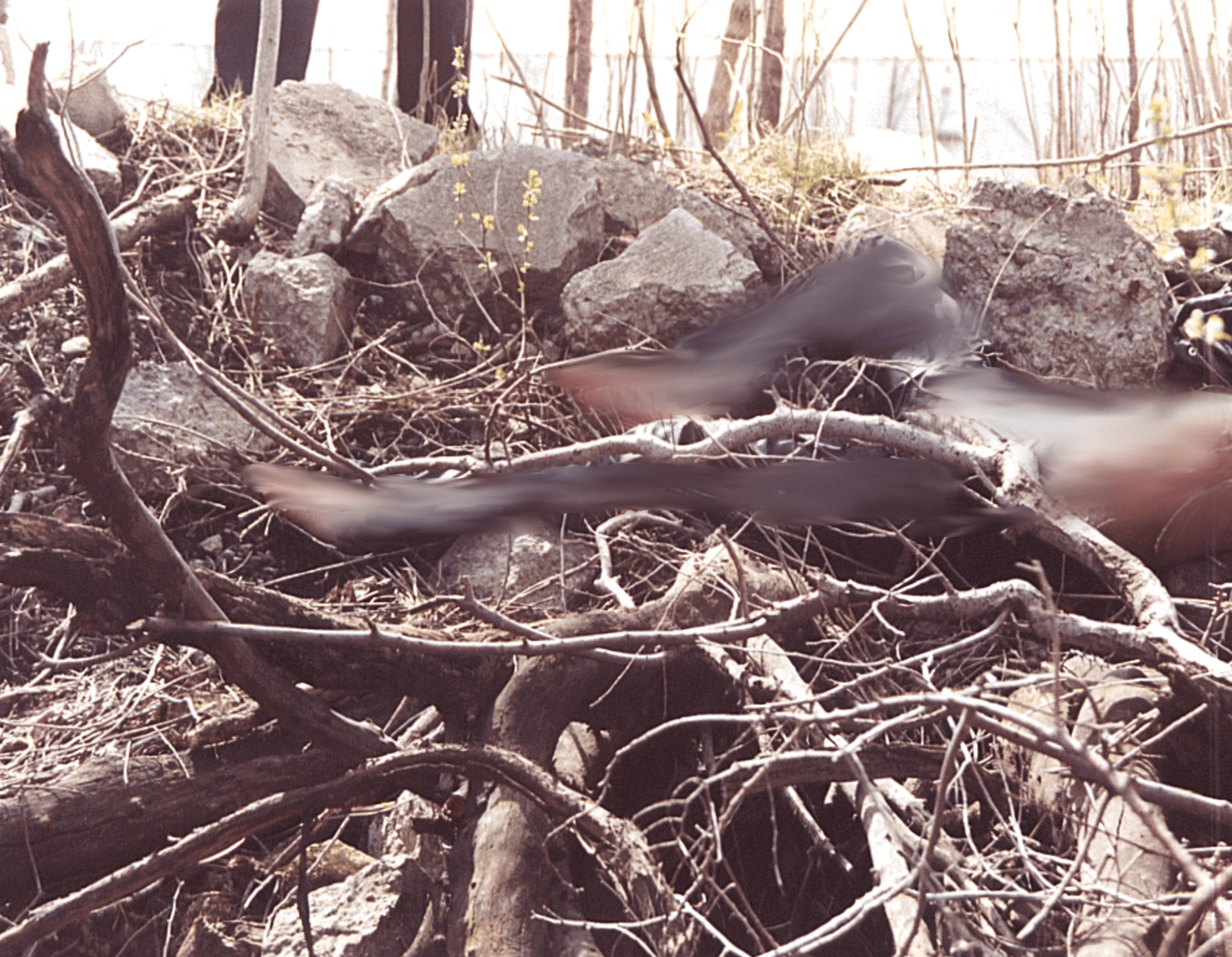 Rose Felt amid the brush at the railroad track scene in southwest Detroit, April 2000. Image: DPD files.