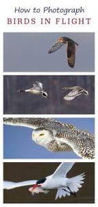 How to Photograph Birds