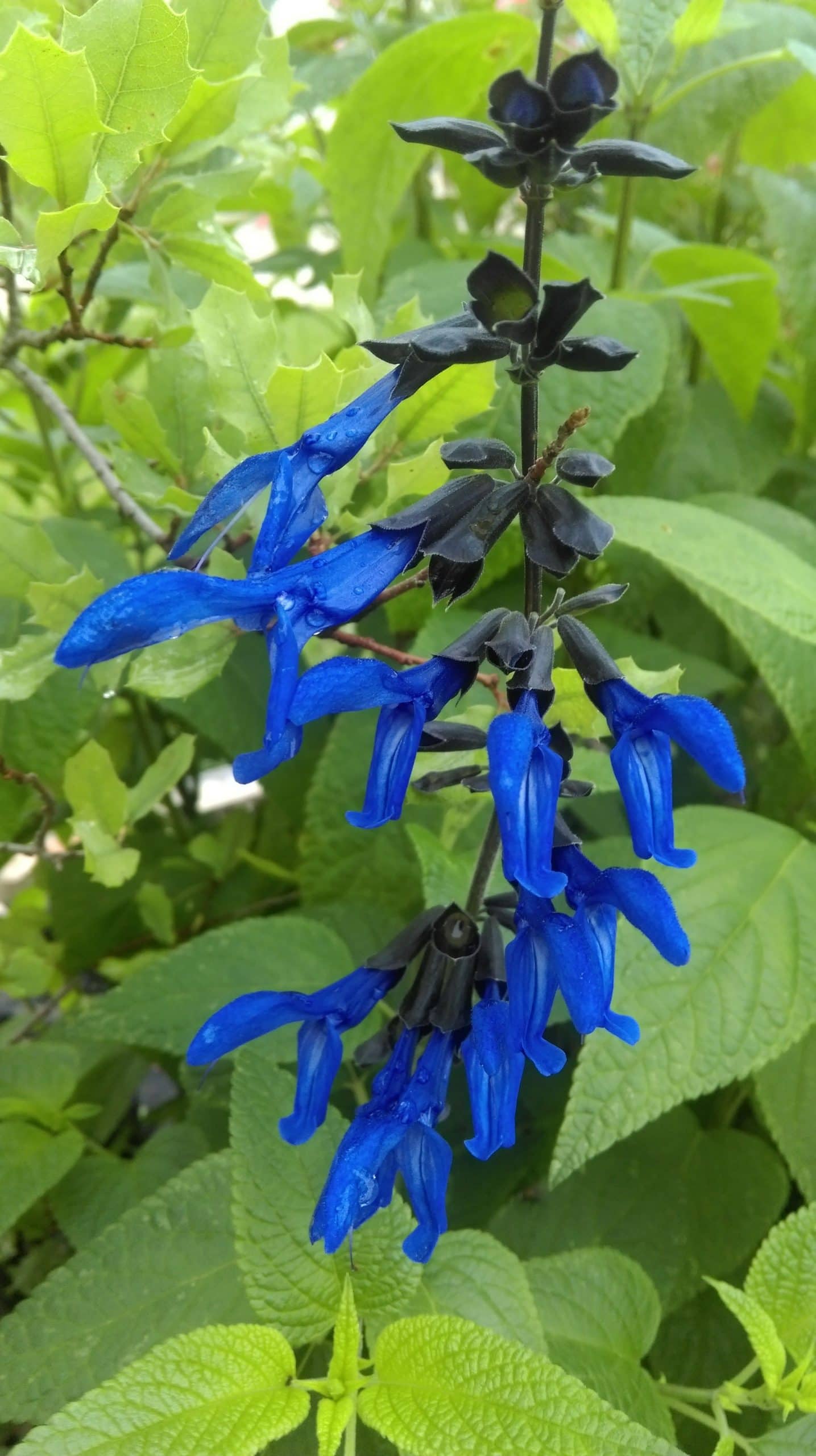 Salvia 'Black & Blue' ( guaranitica)