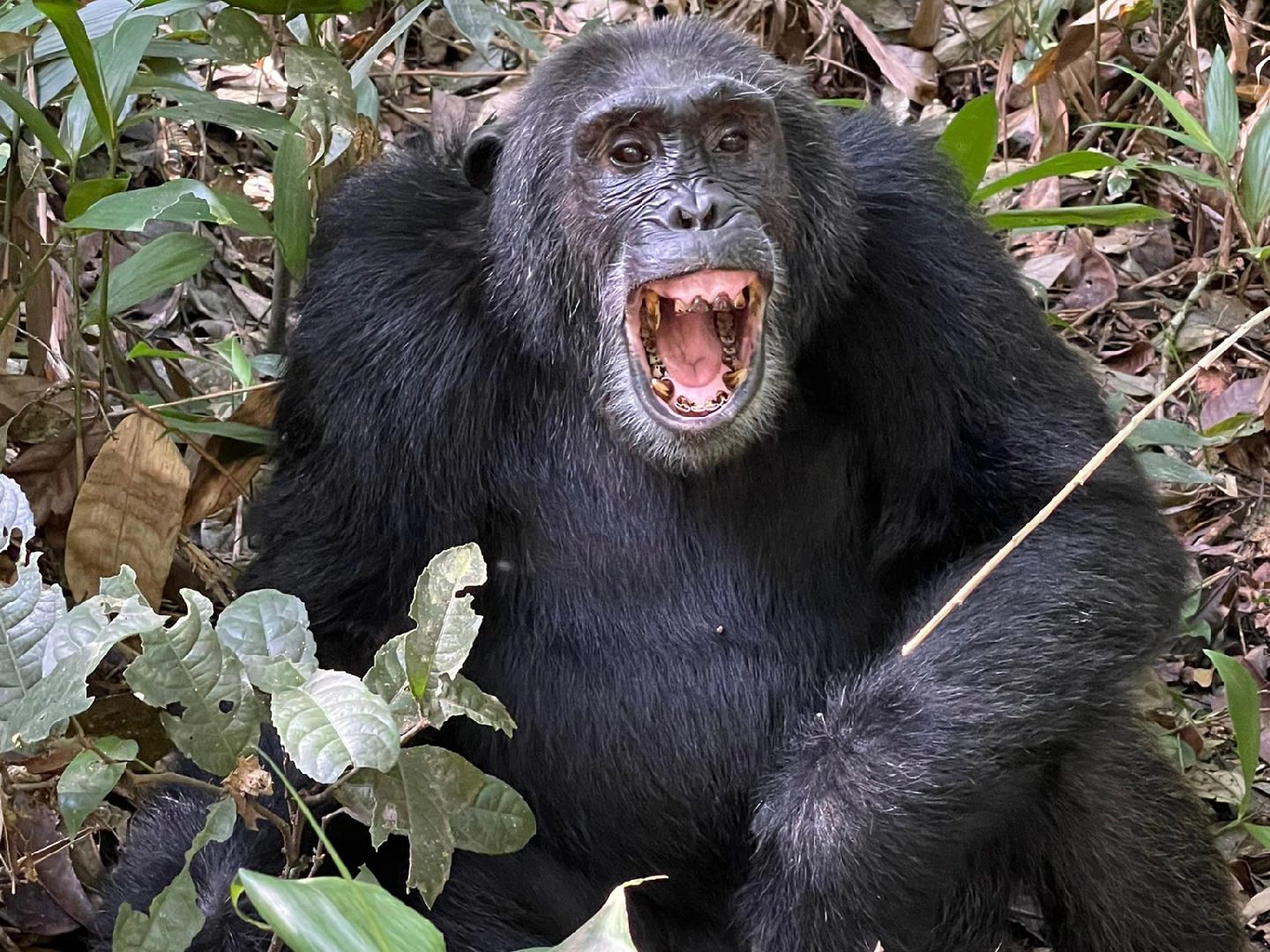 7 Days Uganda Chimpanzee, Wildlife, and Gorilla Trekking Safari