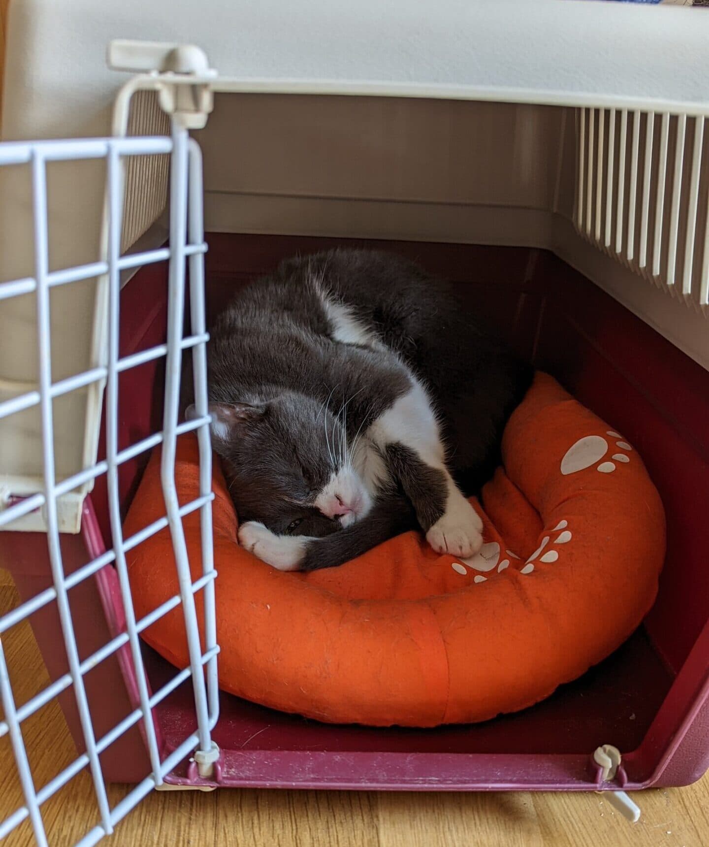 Katze Kimi nach dem Tierarztbesuch