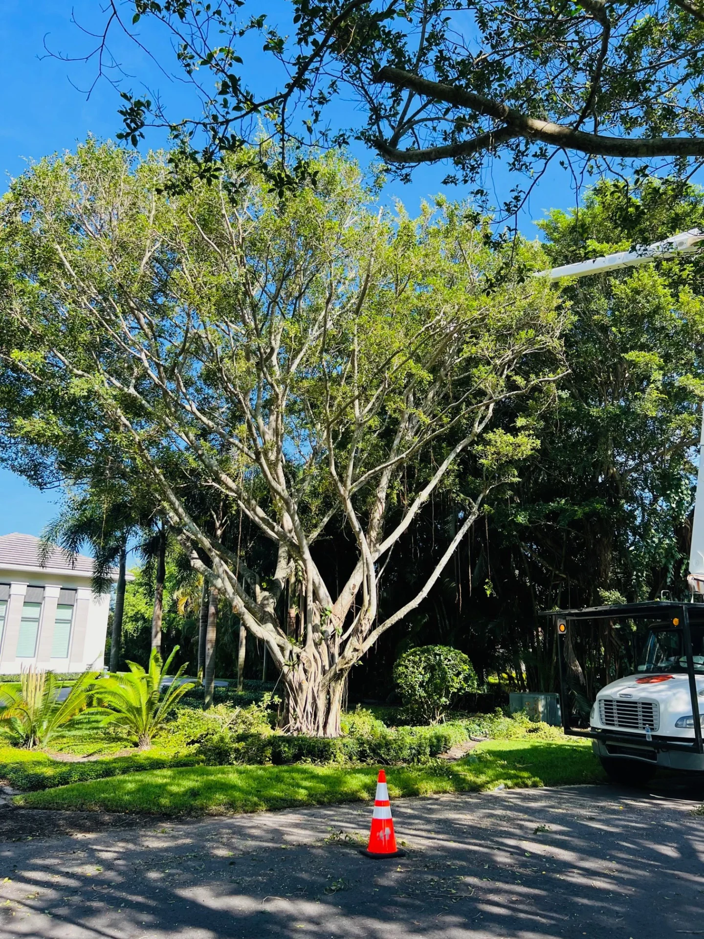Jobs Gallery | Expert Tree Services, Palm Trimming, & Tree Care in Lake Worth & Palm Beach County | Tree Service | Explore our latest tree service projects in Lake Worth, Boca Raton, Delray Beach, and Palm Beach County. From precision trimming to full tree removal and site cleanup, our skilled tree experts offer precision, safely removing hazards, and helping revitalizing landscapes. Discover the Tree Maid Tree Service Difference! |%org_url%