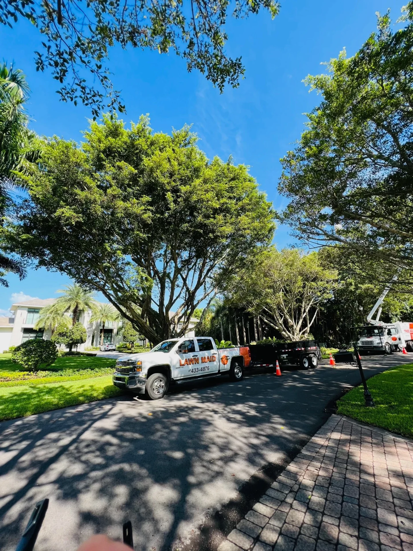 Jobs Gallery | Expert Tree Services, Palm Trimming, & Tree Care in Lake Worth & Palm Beach County | Tree Service | Explore our latest tree service projects in Lake Worth, Boca Raton, Delray Beach, and Palm Beach County. From precision trimming to full tree removal and site cleanup, our skilled tree experts offer precision, safely removing hazards, and helping revitalizing landscapes. Discover the Tree Maid Tree Service Difference! |%org_url%