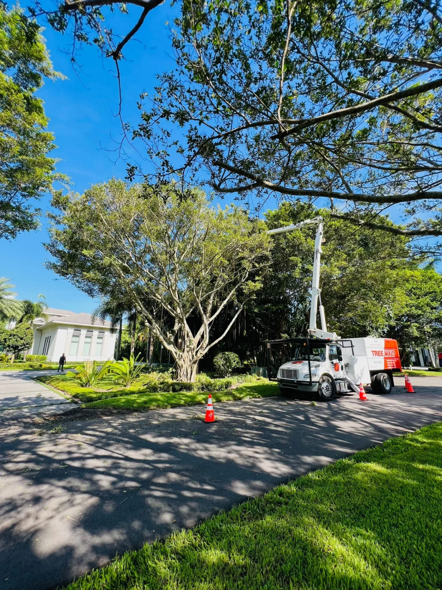 Professional Tree Sculpting & Tree Maintenance for Lake Worth, Delray, Boca, Boynton, Wellington.