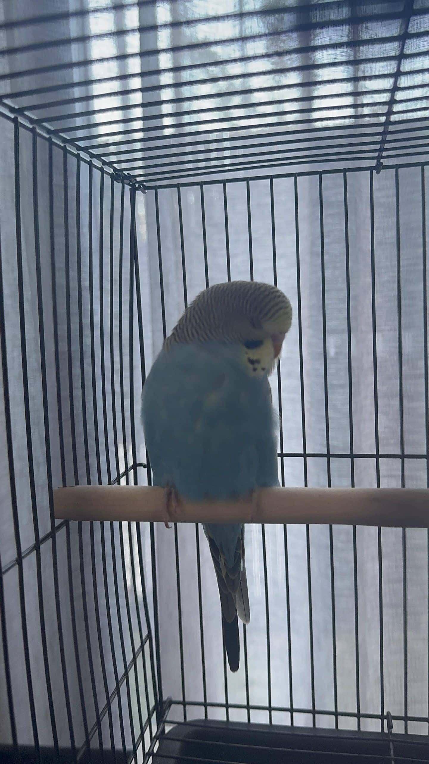 When to Take Bird Out of Quarantine