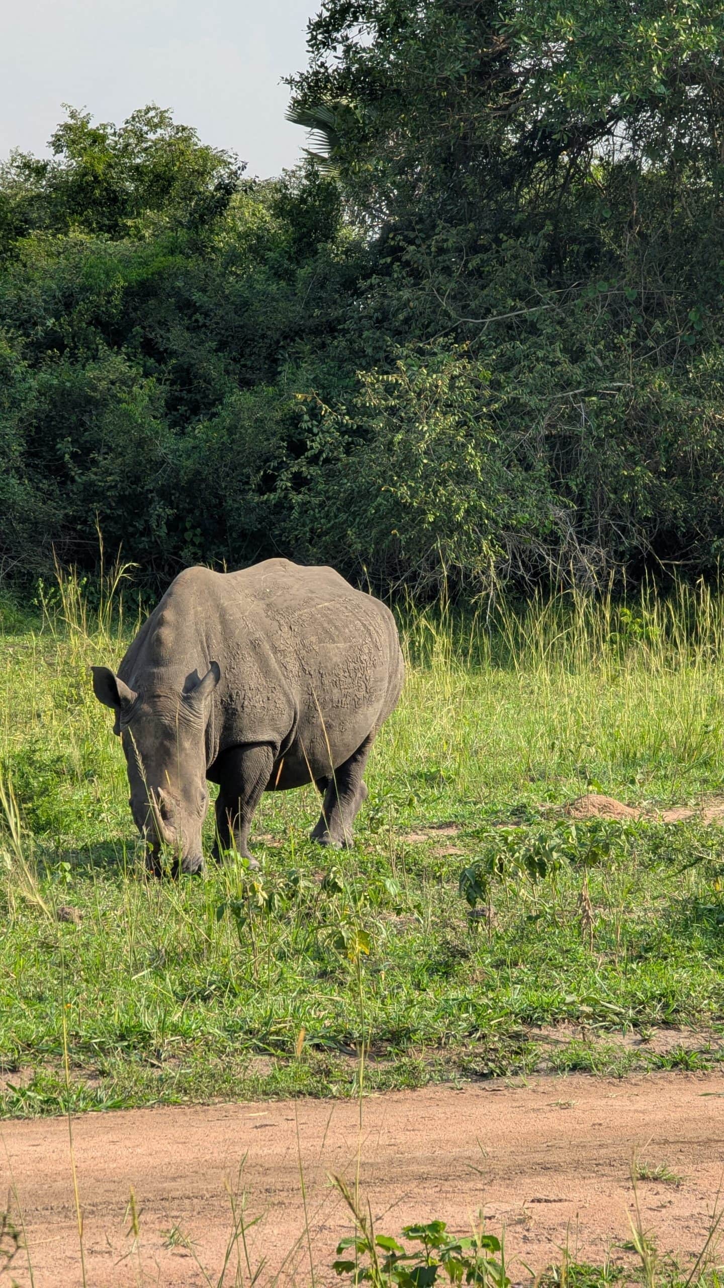 Rhino in ziwa