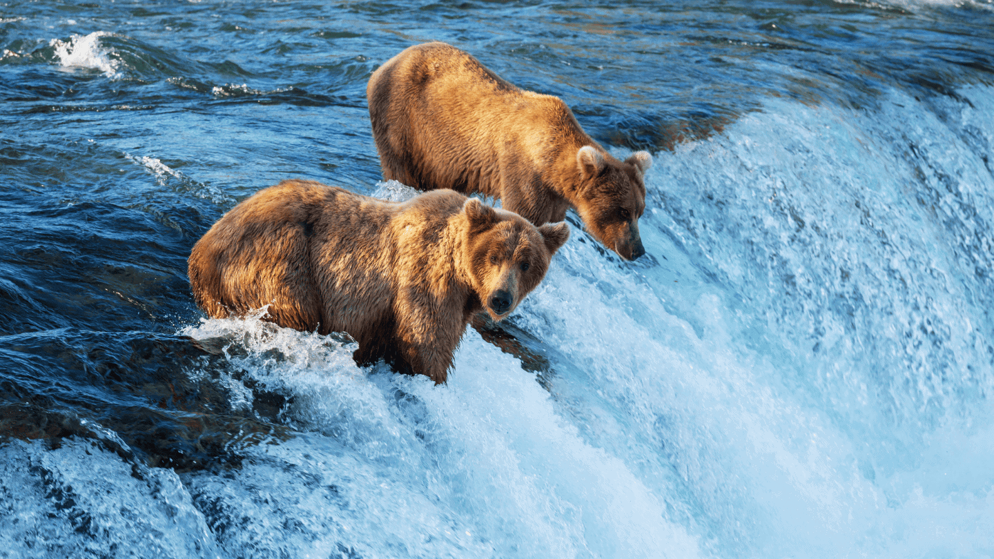 Two bears fishing on a river waterfall in Alaska, wildlife adventure.