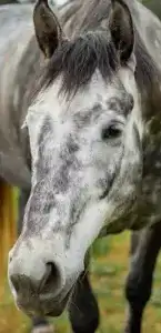 Phoenix rescue horse at Beyond Liberty