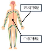 末梢神経と中枢神経