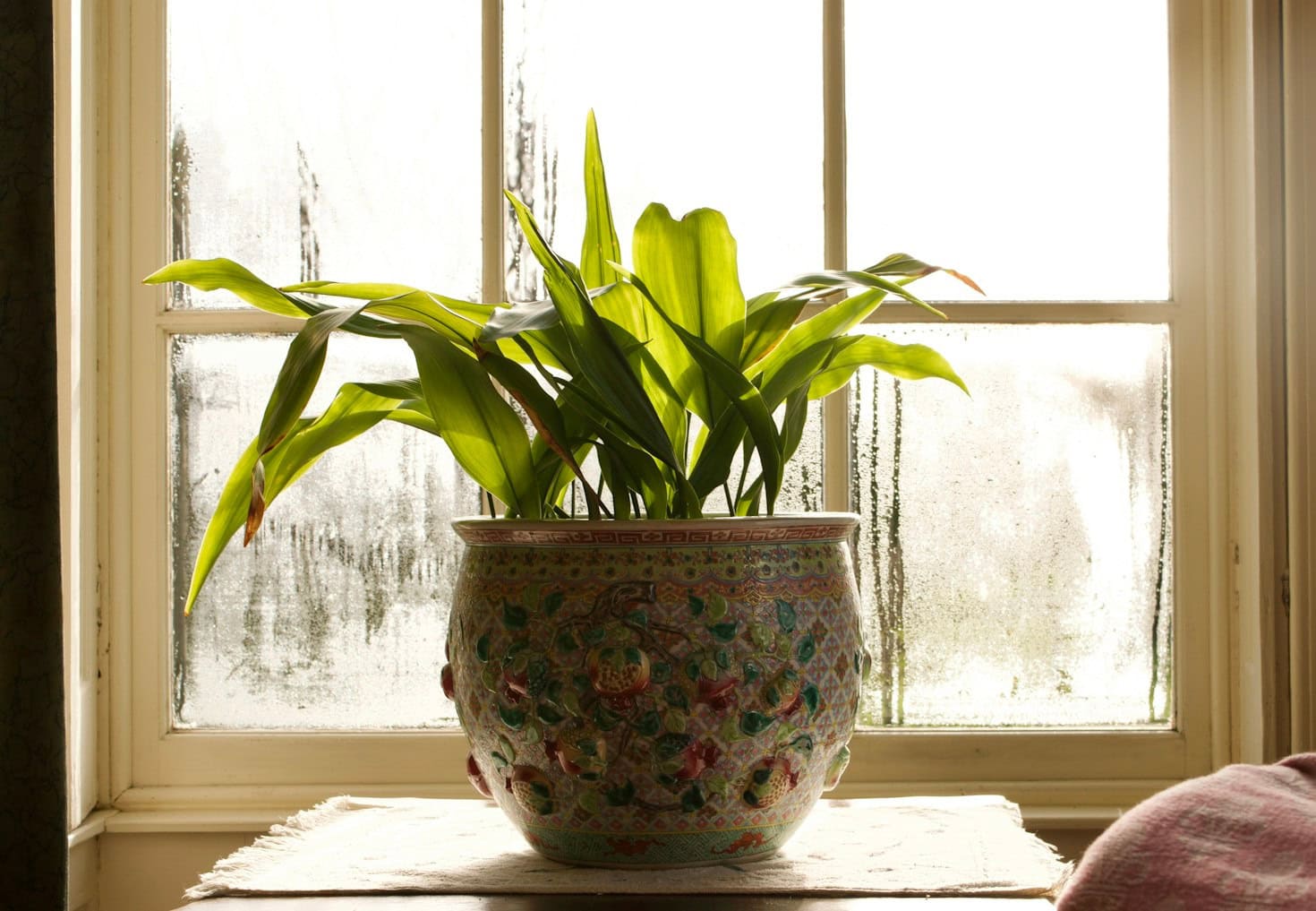 Houseplant