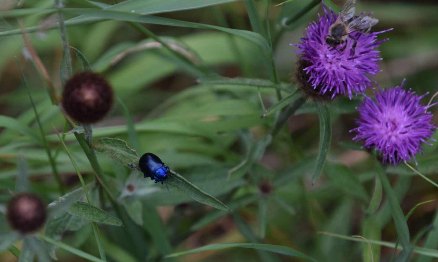 Kleiner blauer Käfer
