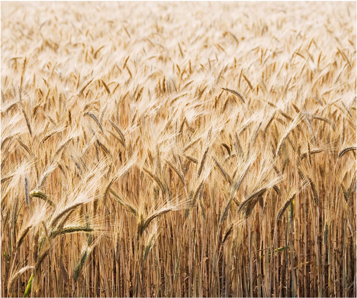 Tiryaki Agro<br>Data Warehouse Project